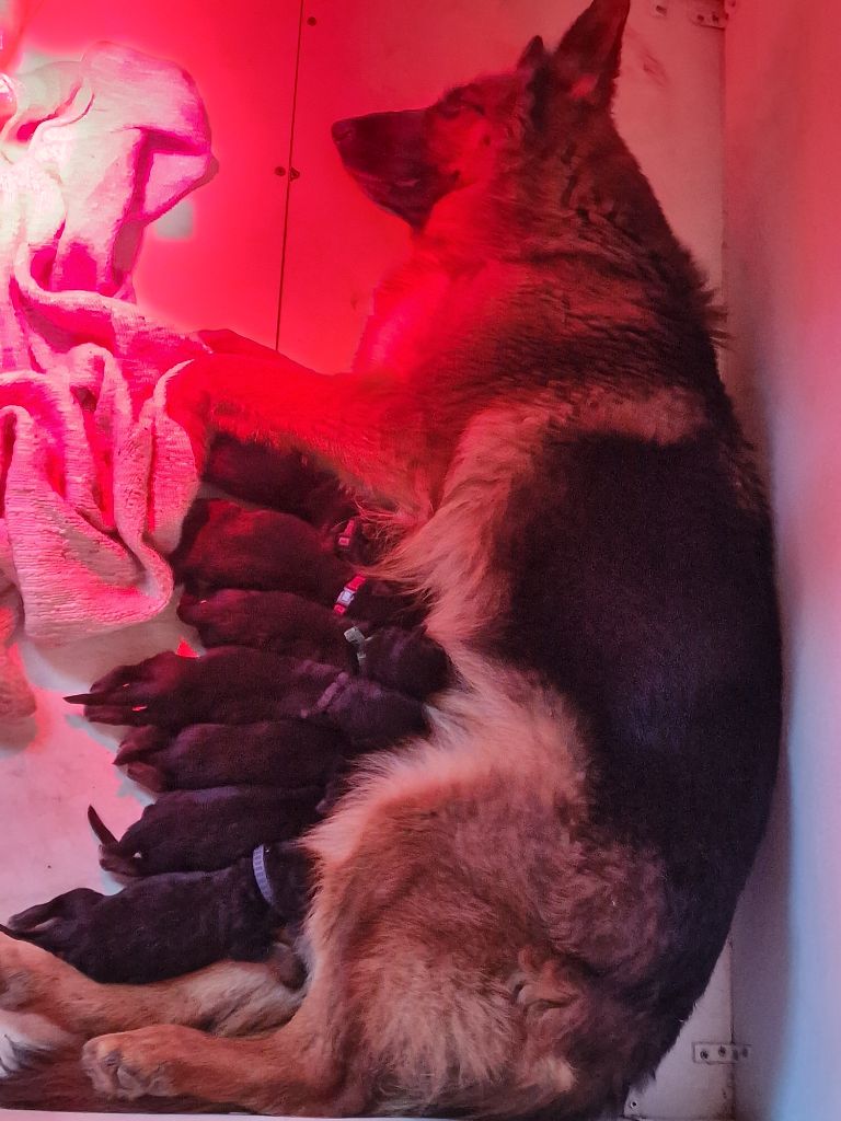 chiot Berger Allemand des Cieux Dorés