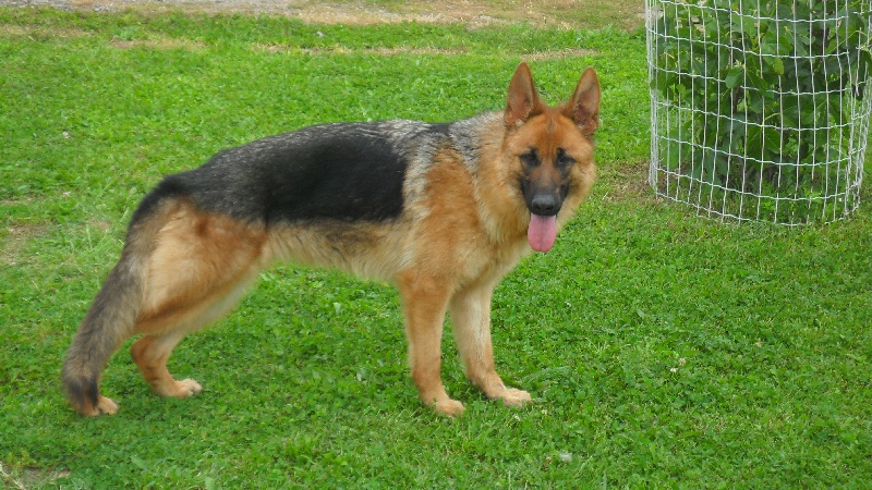 Gigi des Cieux Dorés