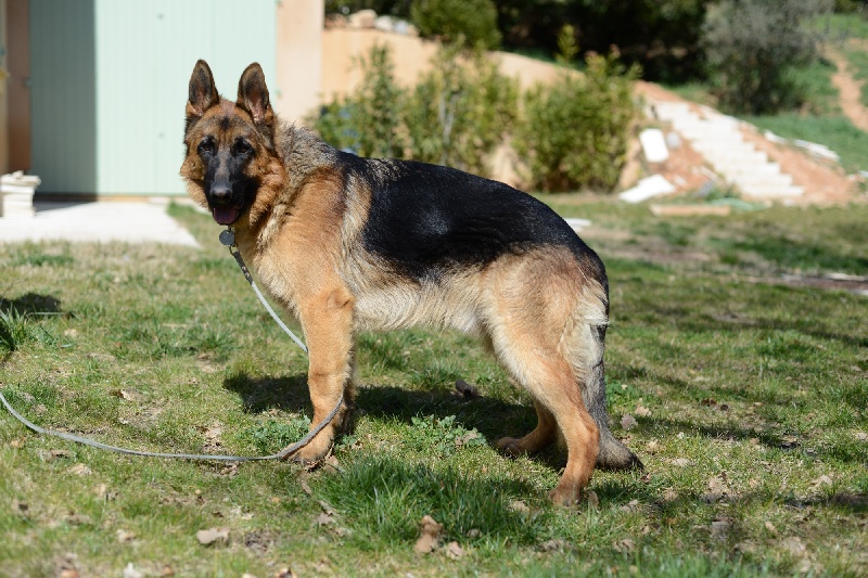 Hatila des Cieux Dorés