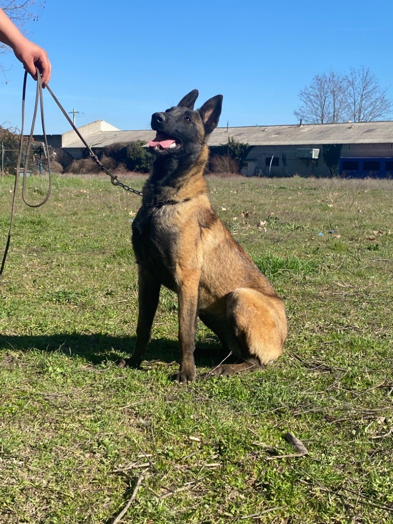 Rocket des Cieux Dorés