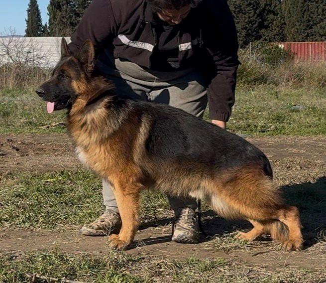 Valdo des Cieux Dorés