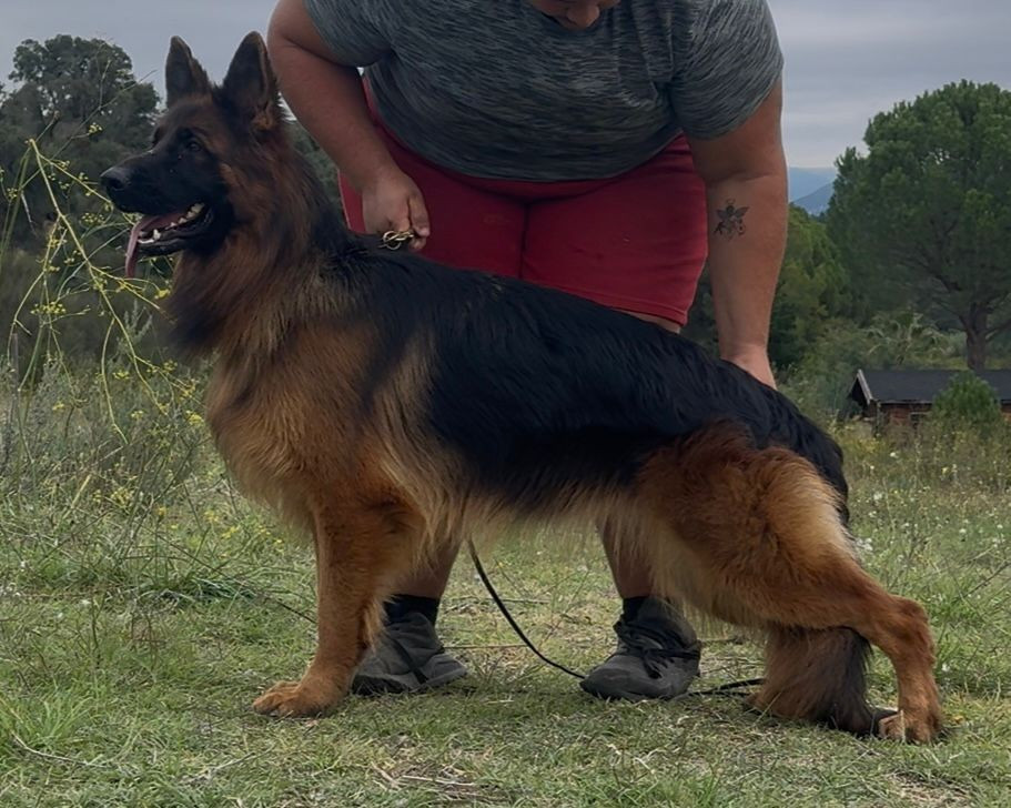 Viva des Cieux Dorés