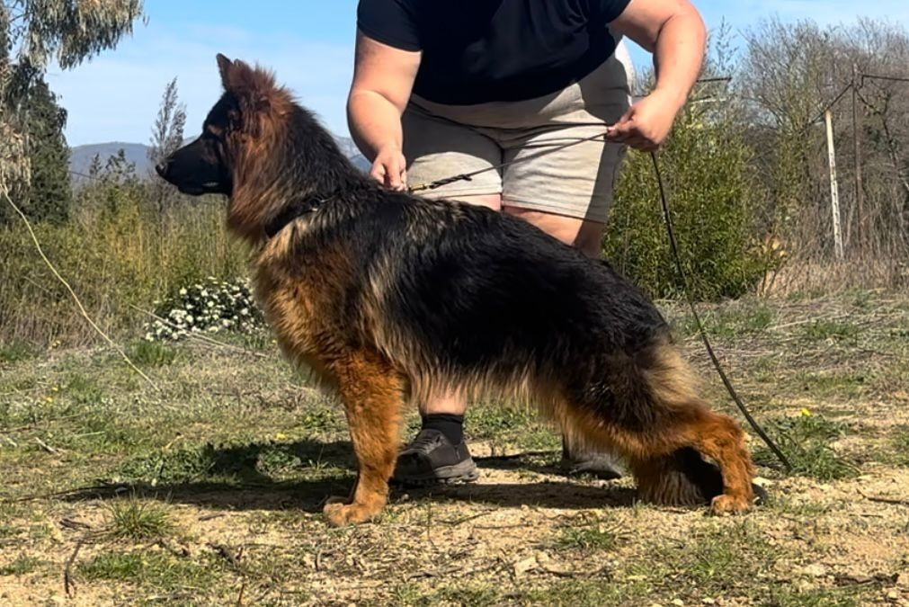 Veva Von Angelius Team