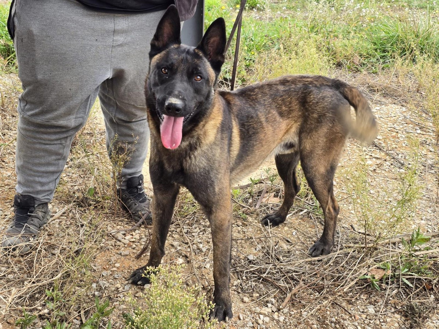 T'ace des Cieux Dorés