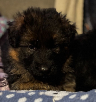 CHIOT 4