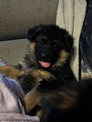 CHIOT 1